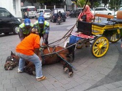 Ternyata Sudah Ada Belasan Kuda yang Tumbang di Titik Nol Kilometer Yogya