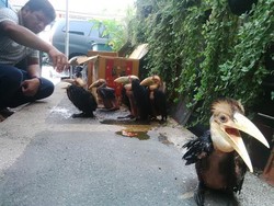 Polisi Selamatkan Tujuh Burung Rangkong yang Dilindungi