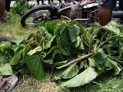 Seorang Warga Ngawi Tewas Akibat Korban Tabrak Lari