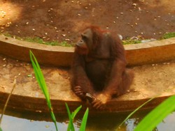 Tingkah Lucu Trio Orangutan di Bunbin Bandung Bikin Gemas Pengunjung