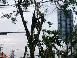 Hujan Disertai Angin Kencang di Surabaya, Sejumlah Pohon Tumbang