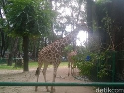 80 Ribu Orang Padati Ragunan Hari ini, Jerapah Ahok Jadi Satwa Favorit