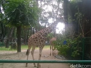 Jerapah Lucu Jadi Primadona di kebun Binatang Ragunan Jerapah Lucu Jadi Primadona di kebun Binatang Ragunan