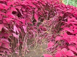 Gubernur Ganjar Ingatkan Penghobi Selfie yang Rusak Taman: Jaga Lingkungan