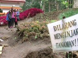 Bunga Rusak Akibat Selfie Terulang Lagi, Kali ini di Kebun Raya Baturraden