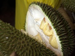 Liburan Lewat Batang, Sekalian Icip Buah Durian