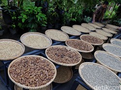 Ingin Jadi Pengendali Harga Kopi, RI Akan Gandeng Vietnam