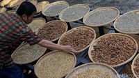 Melihat Produksi Kopi Luwak Liar