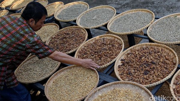 Melihat Produksi Kopi Luwak Liar