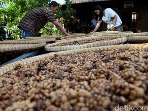 Kopi Liberika hingga Tengkawang di Lahan Gambut Kopi Liberika hingga Tengkawang di Lahan Gambut