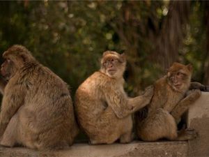 Orang-orang Dikarantina, Monyet-monyet Asyik Berenang