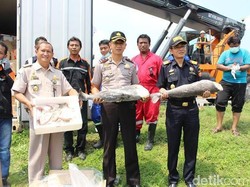 Bea Cukai Musnahkan Ikan Tidak Sesuai Izin Impor