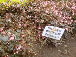 Cerita Petugas Kebun Raya Baturraden setelah Taman Bunga Rusak Akibat Selfie