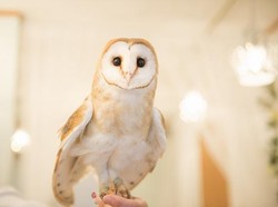 Digunakan Jadi Simbol Dunia Pendidikan, Benarkah Burung Hantu Cerdas & Bijaksana?