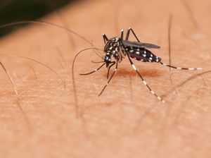 Kasus Demam Berdarah Dengue di Depok Capai 328, Satu Pasien Meninggal Kasus Demam Berdarah Dengue di Depok Capai 328, Satu Pasien Meninggal