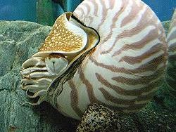 Jual Kerang Langka, Pengrajin Cenderamata Dibui 7 Bulan