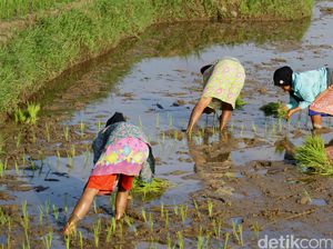 Panen Padi Terancam Gagal Akibat Banjir