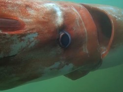 5 Fakta Menarik Cumi-cumi Raksasa, Monster Misterius di Lautan