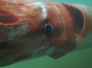 5 Fakta Menarik Cumi-cumi Raksasa, Monster Misterius di Lautan 5 Fakta Menarik Cumi-cumi Raksasa, Monster Misterius di Lautan