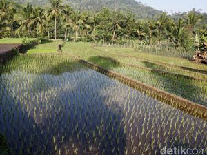 Satu Hektare Berapa Meter? Ini Penjelasan dan Contoh Penghitungannya