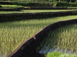 Pertama di Indonesia, Ada Pupuk Nano Nitrogen