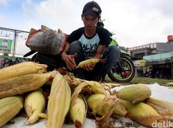 Ditugasi Beli Jagung Impor, Ini Permintaan Bulog ke Pemerintah