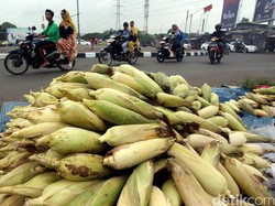Bareskrim Polri Selidiki Dugaan Impor Jagung Ilegal