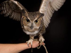 Rencana AS Akan Bantai Setengah Juta Burung Hantu