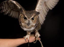 Maret: Dua Korban Meninggal di Tangerang Akibat Flu Burung