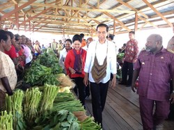 Tiba di Raja Ampat, Jokowi Langsung Tinjau Pembibitan Kerapu Ekspor