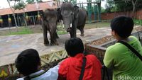 Musim Libur Batu Zoo Park Dipadati Wisatawan