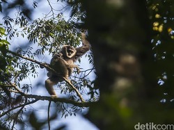 Menteri LHK Ungkap Kondisi Taman Konservasi Selama Pandemi COVID-19