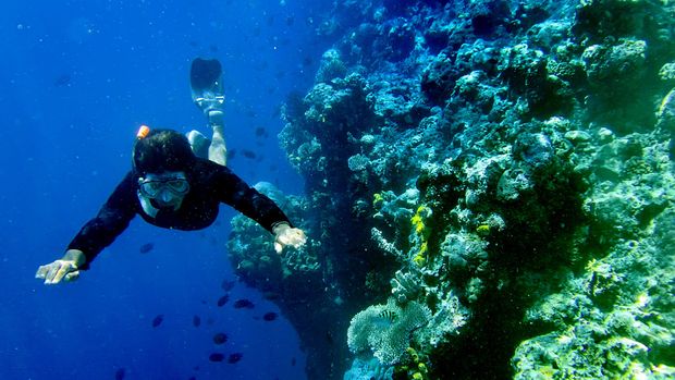 Penyelam berenang di antara terumbu karang taman laut Bunaken di Teluk Manado, Sulawesi Utara, Sabtu (5/12). Taman laut Bunaken memiliki biodiversitas kelautan salah satu yang tertinggi di dunia, hal itu merupakan daya tarik bagi wisatawan khususnya wisata air dengan 20 titik penyelaman hingga kedalaman 1.344 meter.  ANTARA FOTO/Yudhi Mahatma/pd/15