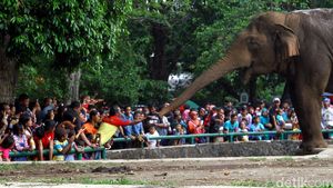 Puluhan Ribu Pengunjung Padati Kebun Binatang Ragunan