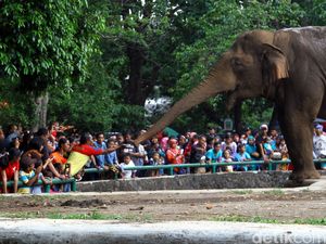 Puluhan Ribu Pengunjung Padati Kebun Binatang Ragunan