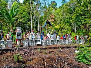 Masa Transit Selesai, Kakatua Jambul Kuning Anda Kini di Alam Liar Papua Masa Transit Selesai, Kakatua Jambul Kuning Anda Kini di Alam Liar Papua