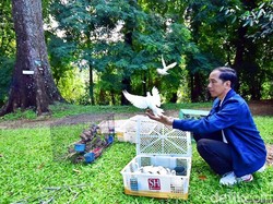 Saat Jokowi Borong Puluhan Burung di Solo, Dikarantina dan Akan Dilepas di Bogor