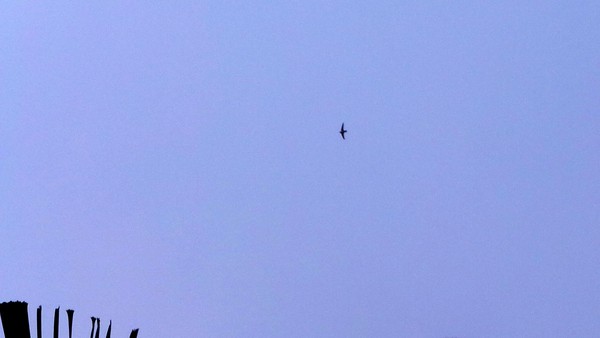 Ini Daftar Burung Yang Hidup Di Kebun Raya Bogor