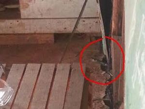 Ular Kobra di Depok Lari ke Pemakaman, Pencarian Dihentikan