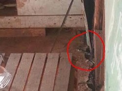 Ular Kobra di Depok Lari ke Pemakaman, Pencarian Dihentikan