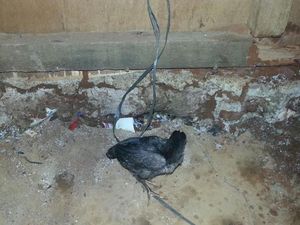 Anak Ayam Jadi Umpan Pancing Ular Kobra Keluar dari Sarangnya di Kelapa Dua