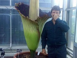 Bunga Bangkai Sumatera Pukau Ribuan Wisatawan di Australia