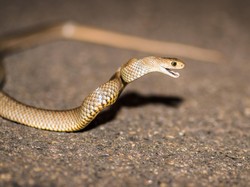 Waspadai Ular Kobra di Perumahan, Ini Langkah-langkah Menghadapinya