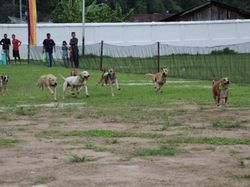 Yang Seru di Sawahlunto, Lomba Pacu Anjing