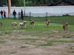 Yang Seru di Sawahlunto, Lomba Pacu Anjing