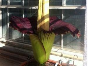 Tongkol Bunga Bangkai di Kebun Raya Cibodas Patah Dilempar Batu Orang Jahil