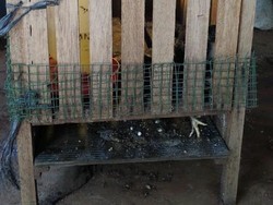 Ular Kobra Meneror Kawasan Kelapa Dua Depok, Banyak Ayam Warga Jadi Bangkai