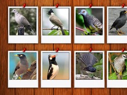 Melepas Burung di Kebun Raya Bogor