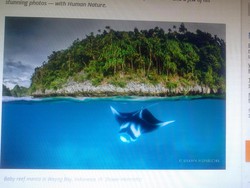 Pembibitan Alami Pari Manta di RI Peluang Ekowisata, Nilainya Rp 13 M/Ekor