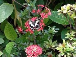 DKP: Selain di Taman Kupu-kupu Juga Bisa Dijumpai di Jalur Tengah